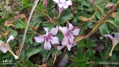 Dyschoriste microphylla