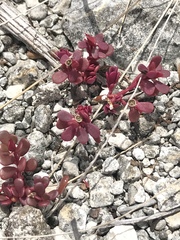 Portulaca minuta