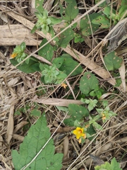 Lysimachia congestiflora