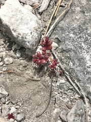 Portulaca minuta