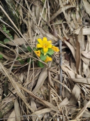 Lysimachia congestiflora