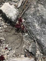 Portulaca minuta