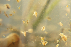 Corixoidea