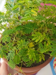 Mimosa sensitiva