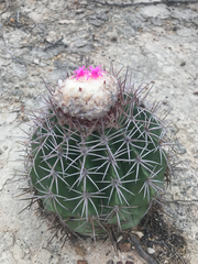 Melocactus curvispinus