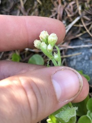 Antennaria racemosa