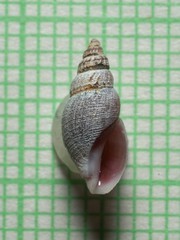 Curtitoma violacea