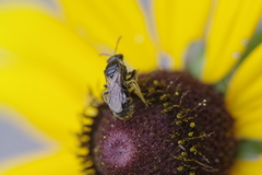 Hemihalictus