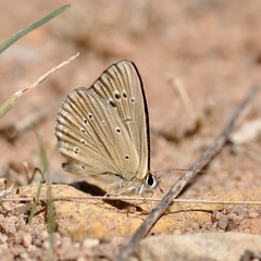 Polyommatus fabressei