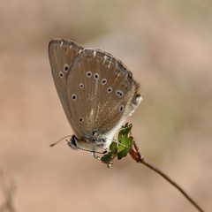 Polyommatus fabressei