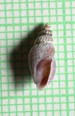 Curtitoma violacea