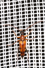 Stenurella septempunctata