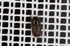 Scolytus intricatus