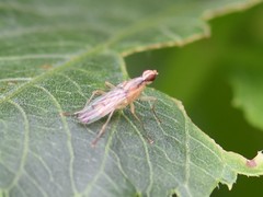 Norellia