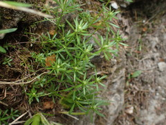 Galium anisophyllon