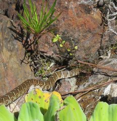 Erythrolamprus almadensis