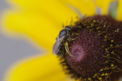 Hemihalictus
