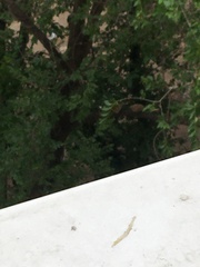 Streptopelia senegalensis