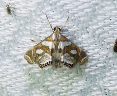 Chrysendeton medicinalis