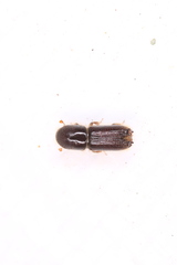 Orthotomicus longicollis