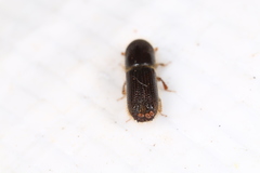Orthotomicus longicollis