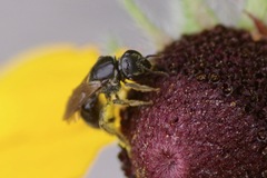Hemihalictus