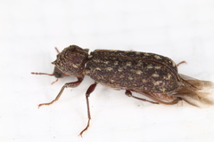 Lichenophanes varius