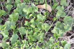 Dichondra occidentalis