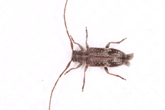 Exocentrus adspersus