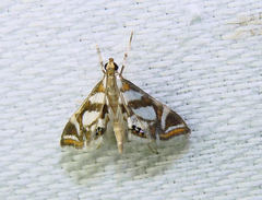 Chrysendeton medicinalis