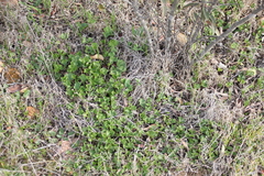 Dichondra occidentalis