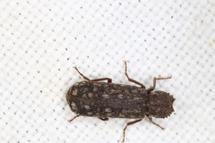 Lichenophanes varius