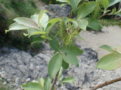 Salix silesiaca
