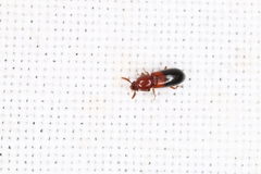 Corticeus bicolor