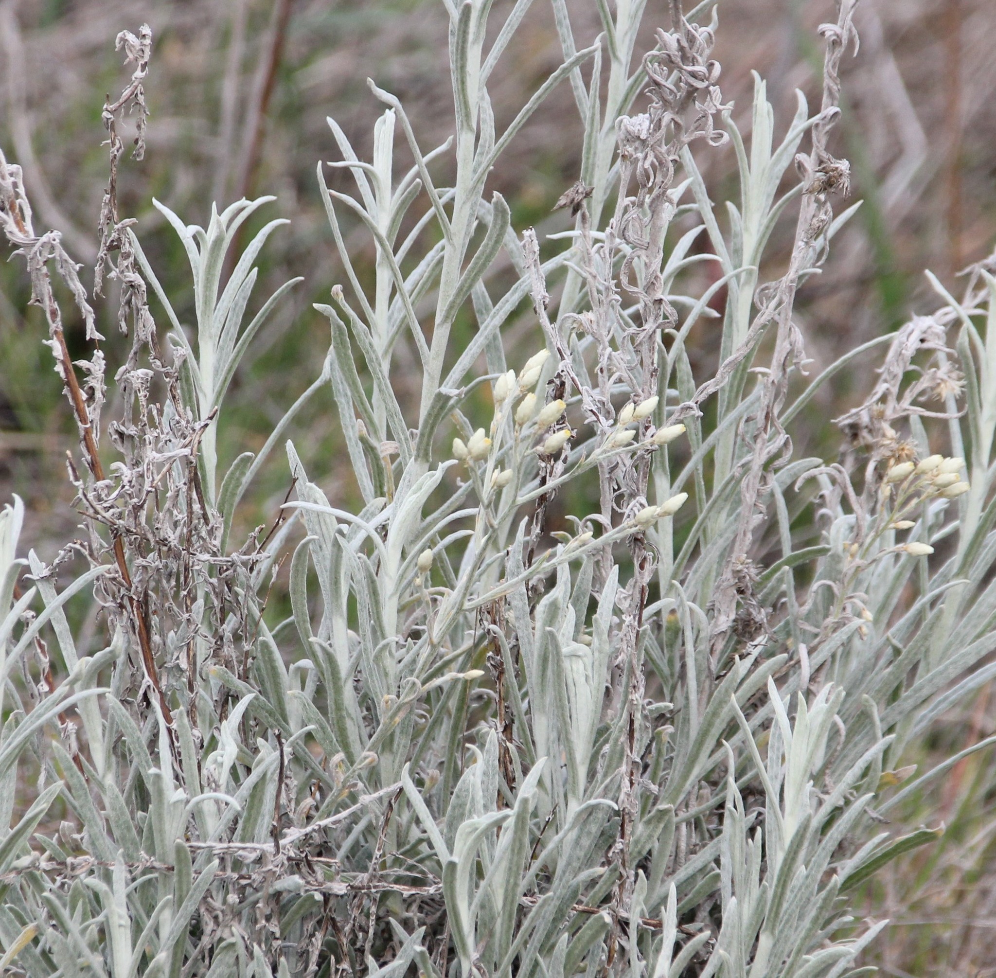 Pseudognaphalium beneolens