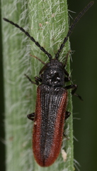 Omalisus fontisbellaquei