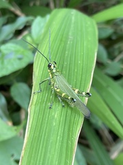 Chromacris trogon intermedia