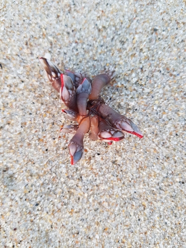 photo of Goose Barnacle (Pollicipes pollicipes)