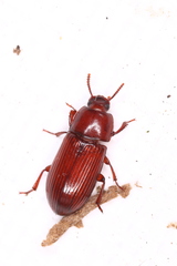Uloma culinaris