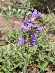 Penstemon glaucinus