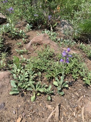 Penstemon glaucinus