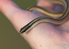 Lygophis lineatus