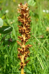 Orobanche elatior