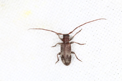 Exocentrus adspersus