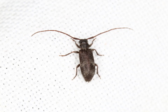 Exocentrus adspersus