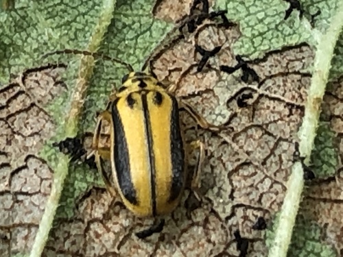 Elm Leaf Beetle