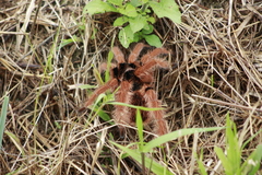 Megaphobema robustum