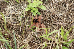 Megaphobema robustum