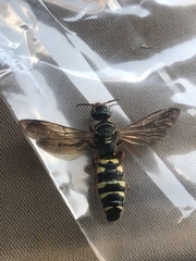 Myzinum quinquecinctum