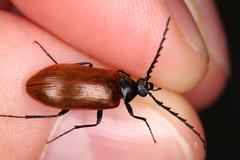 Pseudocistela ceramboides